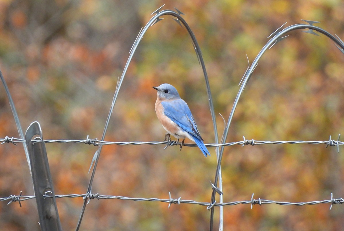 Eastern Bluebird - ML644057833