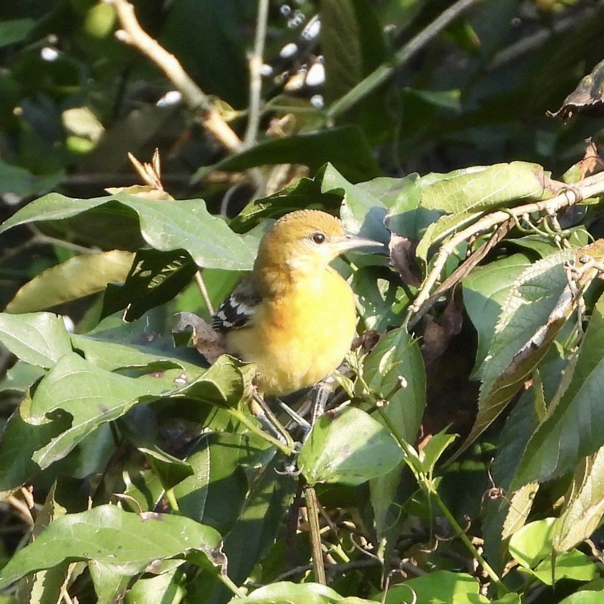 Baltimore Oriole - ML644057839