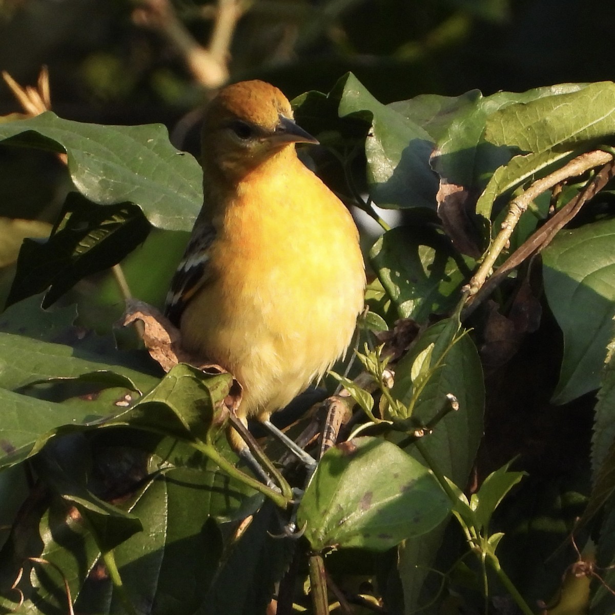 Bullock's Oriole - ML644057840