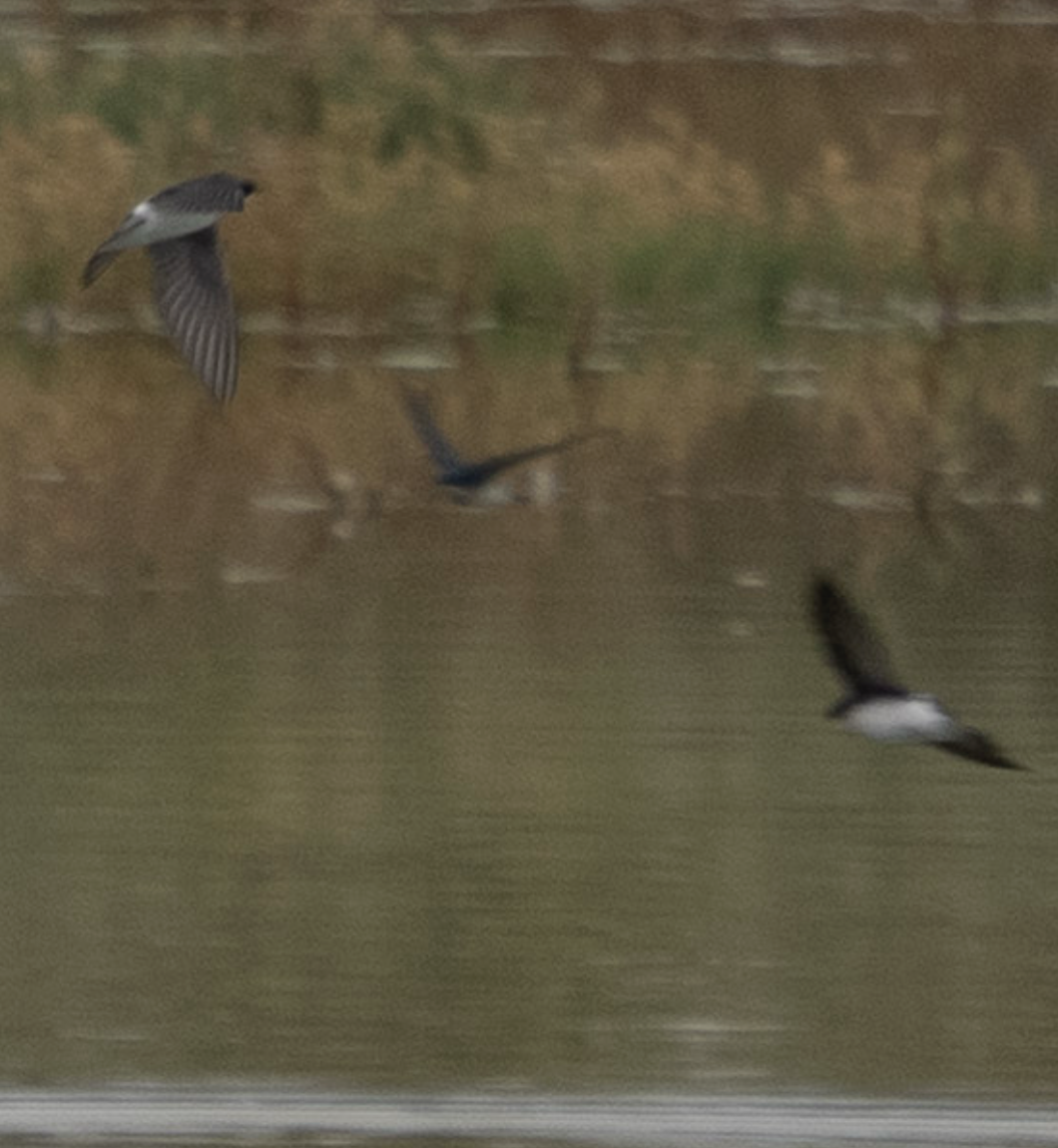 Tree Swallow - ML644057843