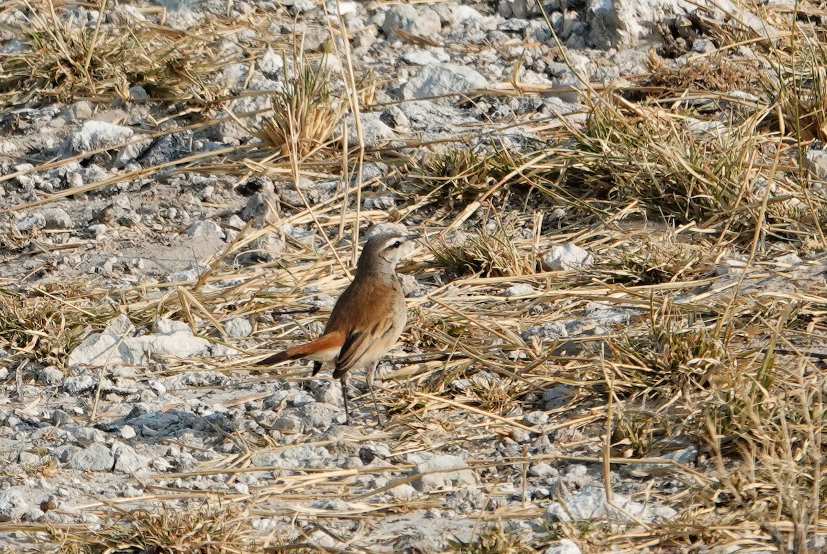 Kalahari Scrub-Robin - ML644057847