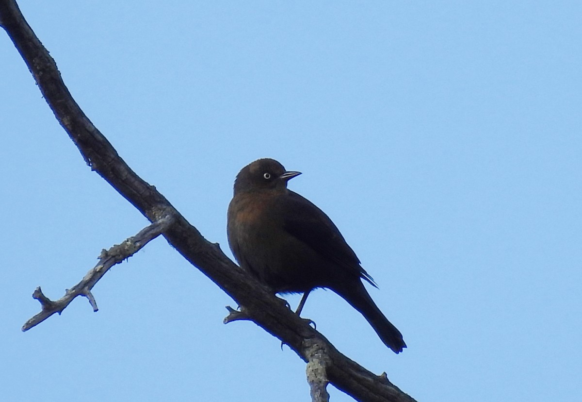 Rusty Blackbird - ML644057848