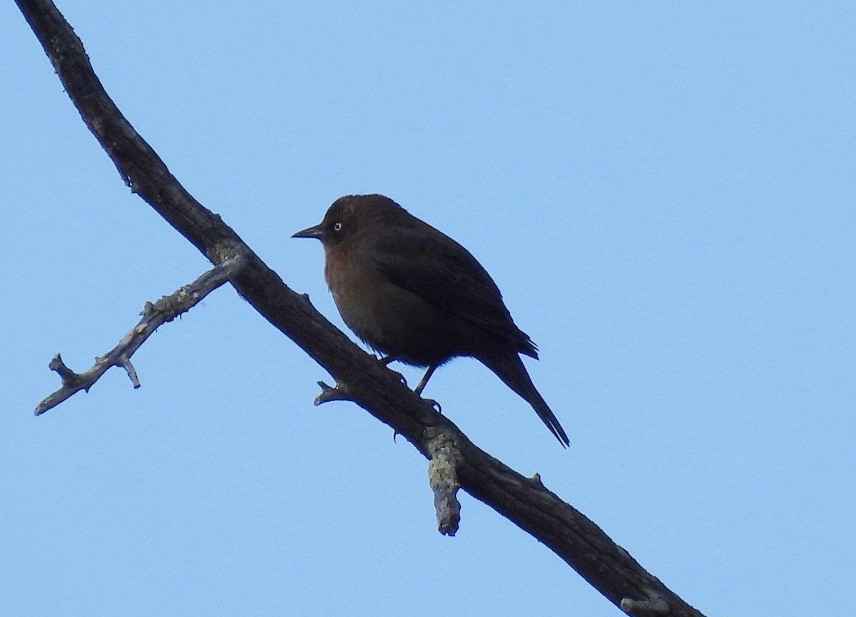 Rusty Blackbird - ML644057854