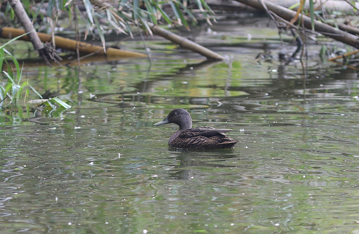 Meller's Duck - ML644057863