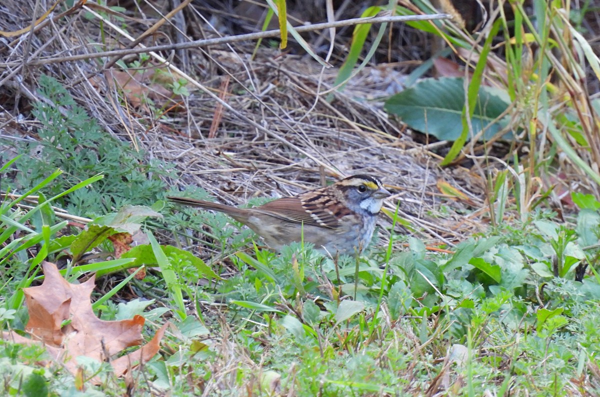 White-throated Sparrow - ML644057872
