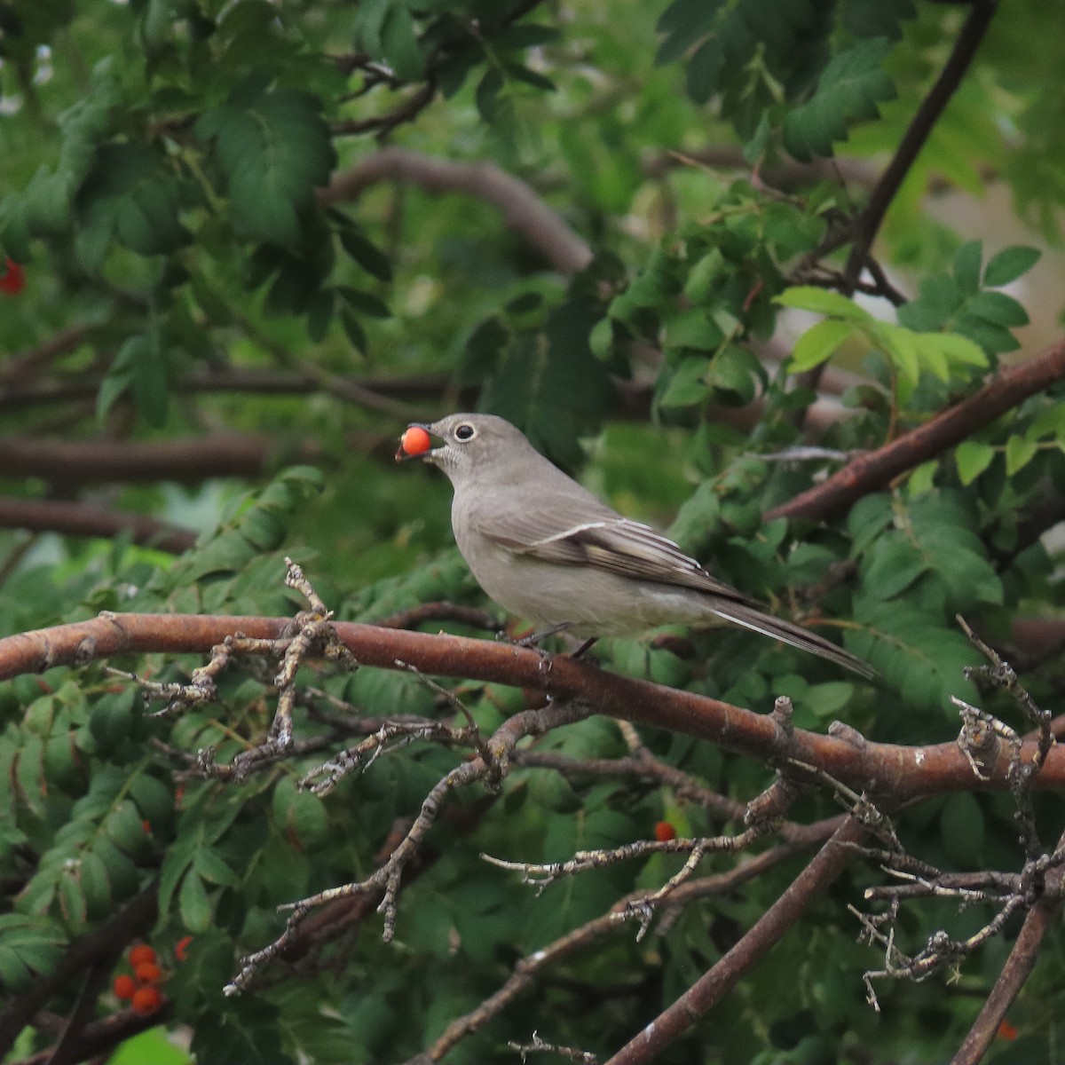 Townsend's Solitaire - ML644057875