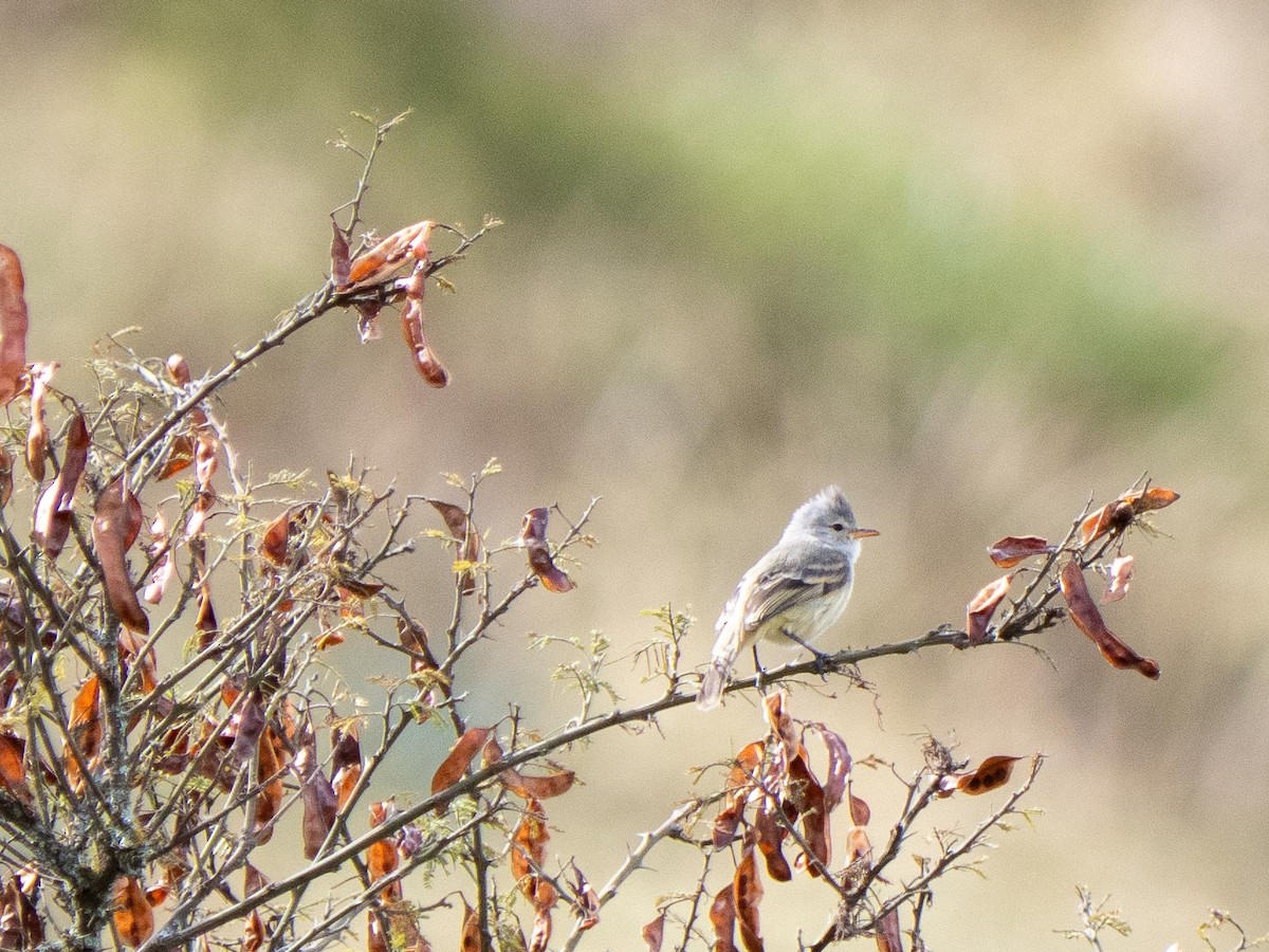 Southern Beardless-Tyrannulet - ML644057880