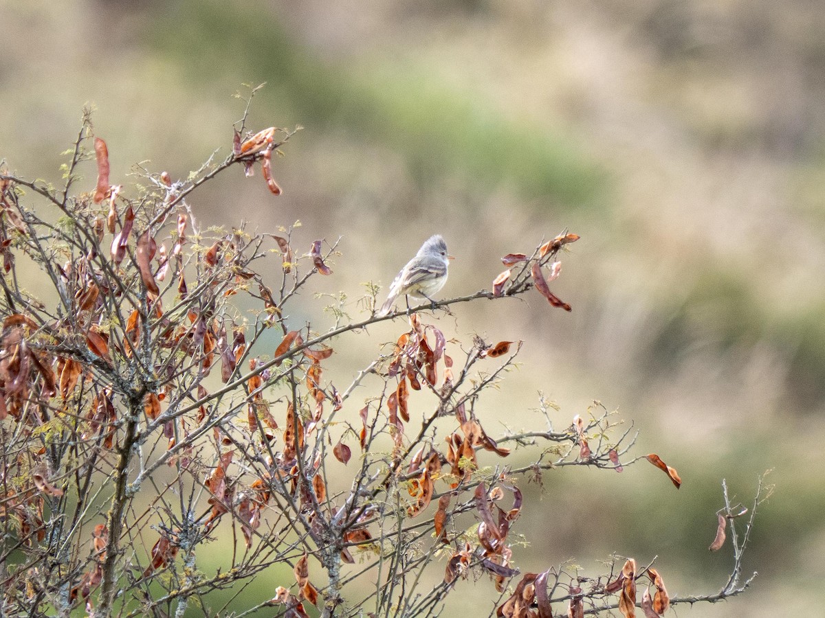 Southern Beardless-Tyrannulet - ML644057881