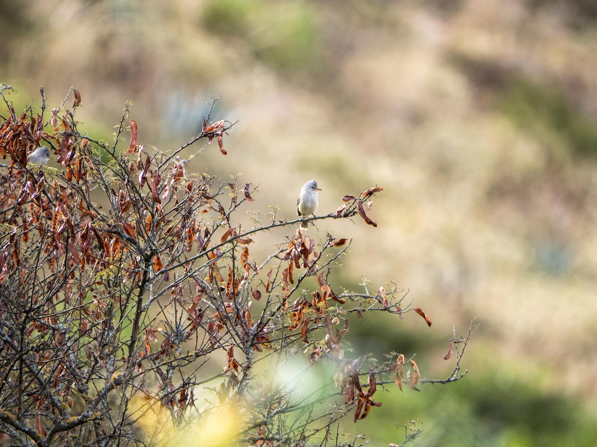 Southern Beardless-Tyrannulet - ML644057882