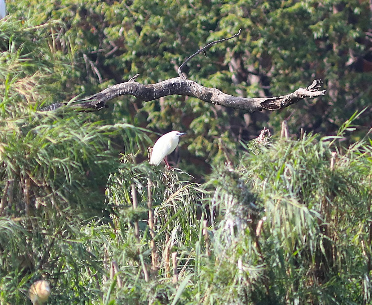 Malagasy Pond-Heron - ML644057888