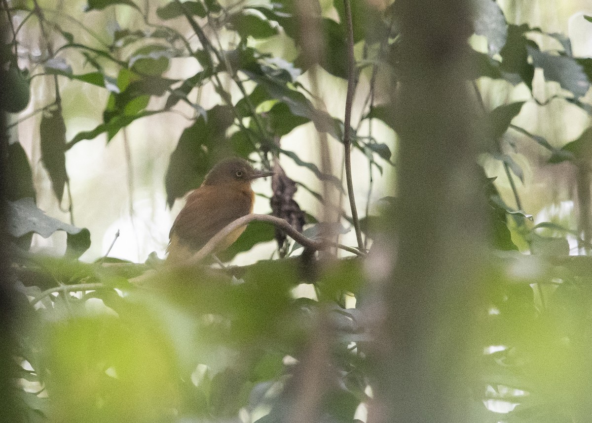 Dull-capped Attila - ML644057890