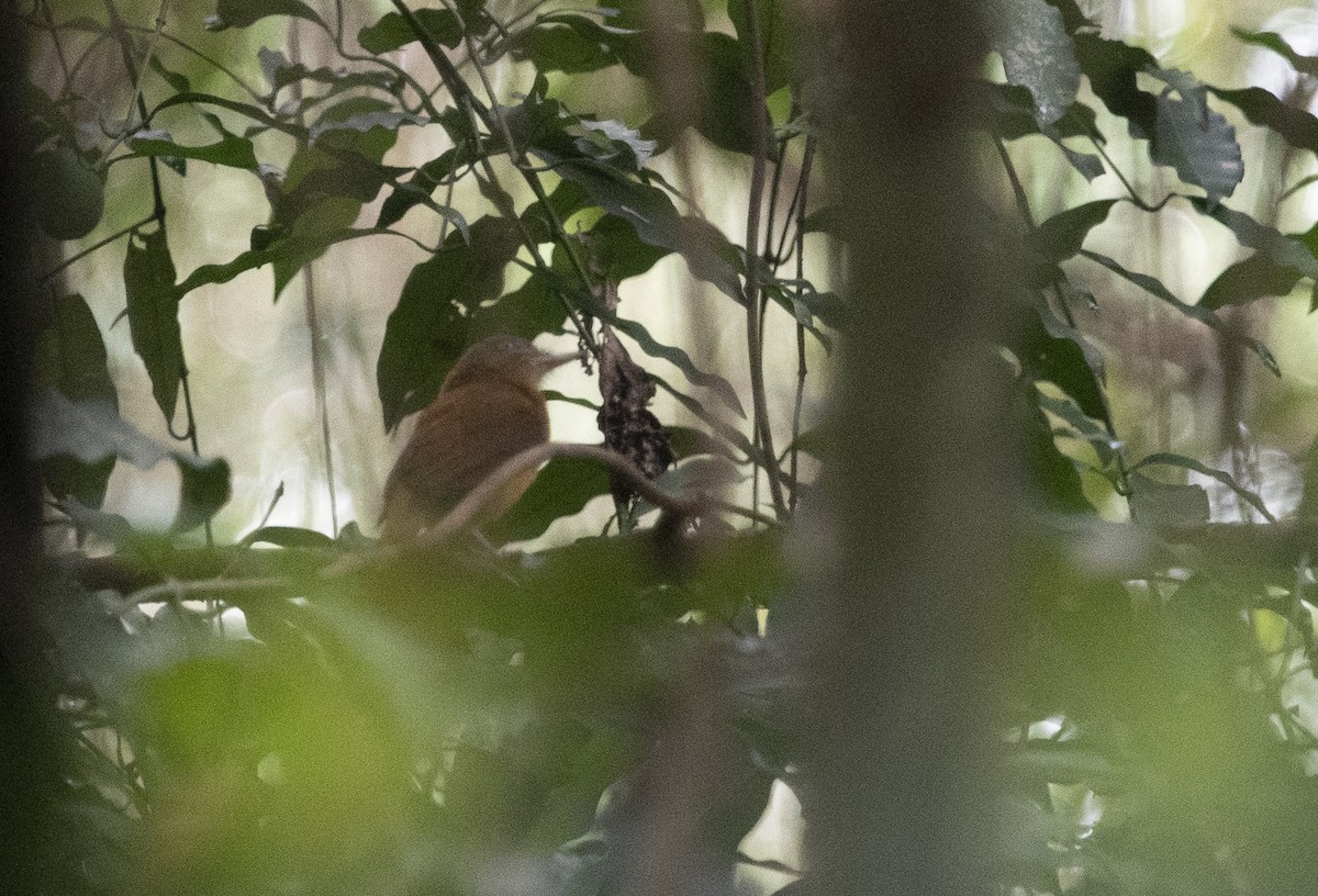 Dull-capped Attila - ML644057891