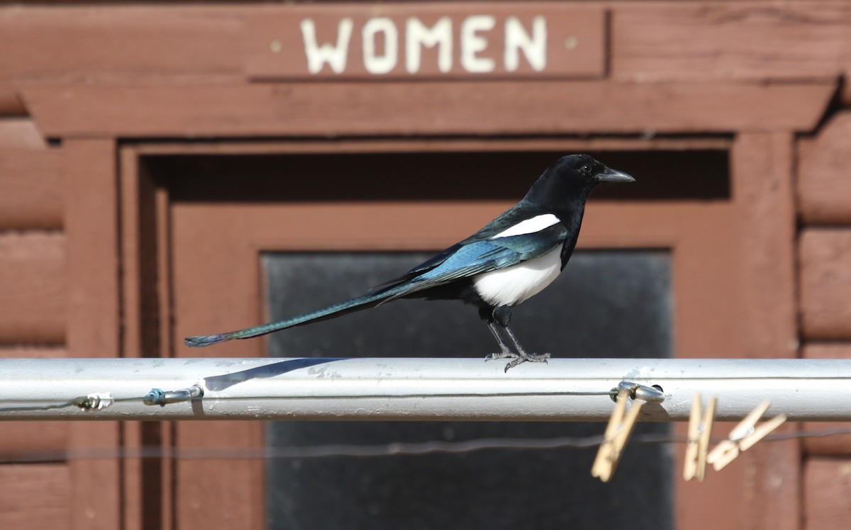 Black-billed Magpie - ML644057893