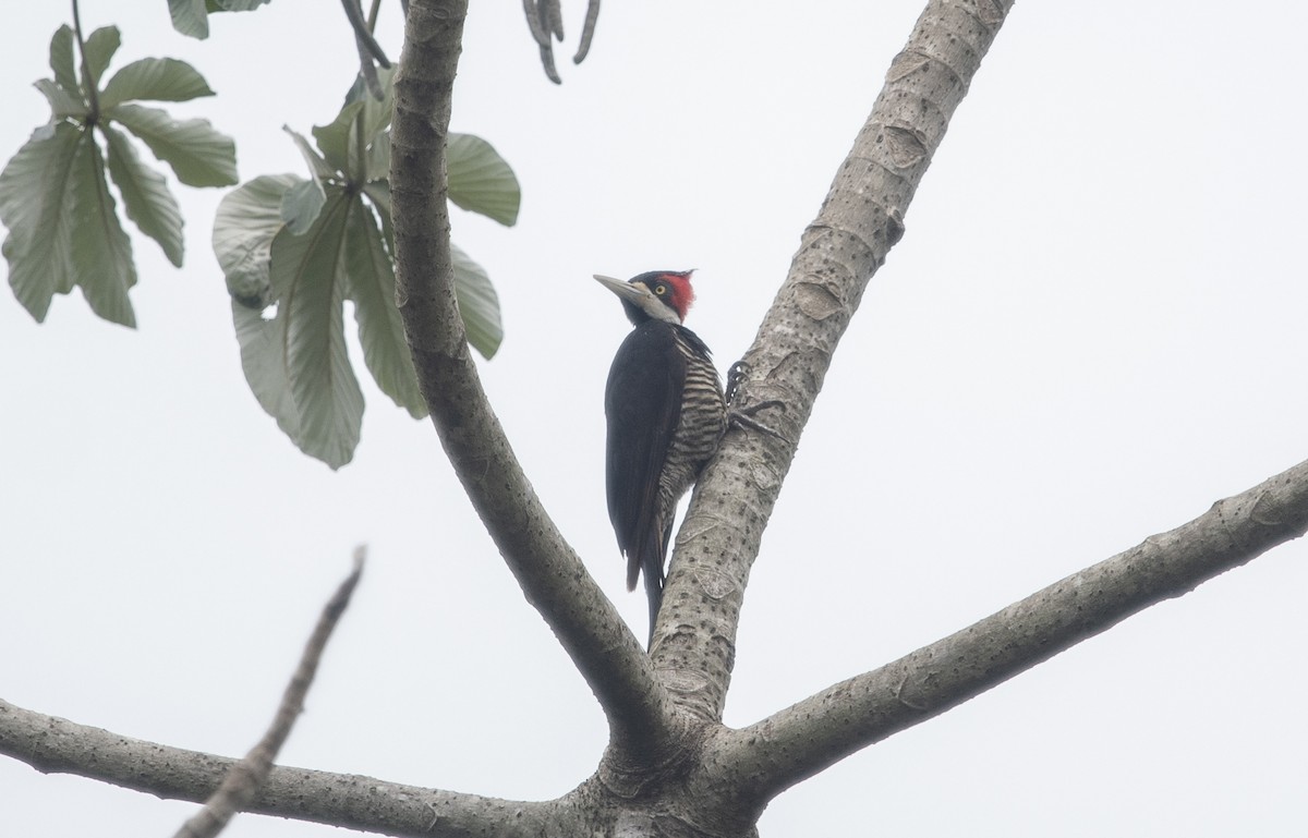Crimson-crested Woodpecker - ML644057894