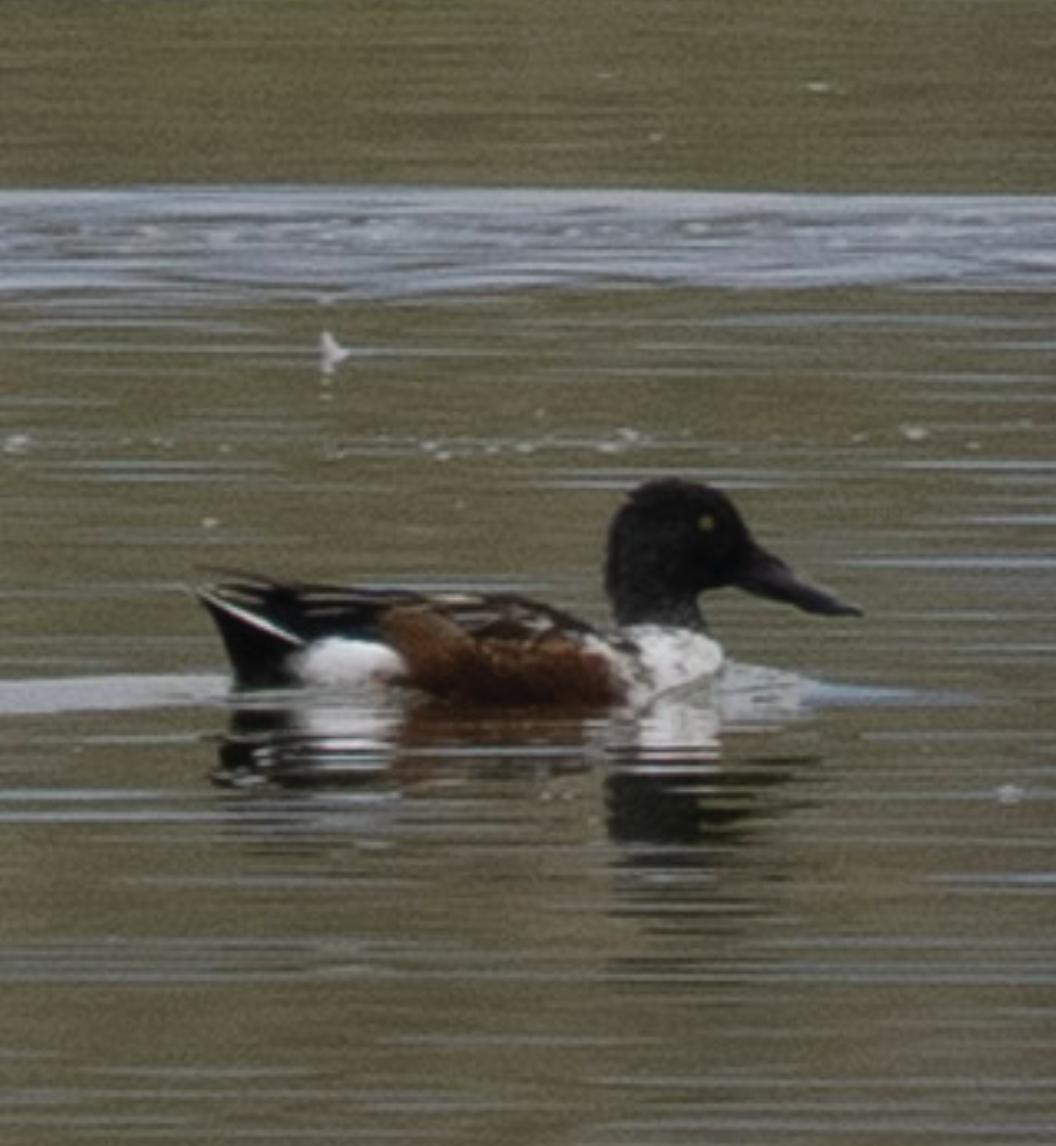 Northern Shoveler - ML644057898