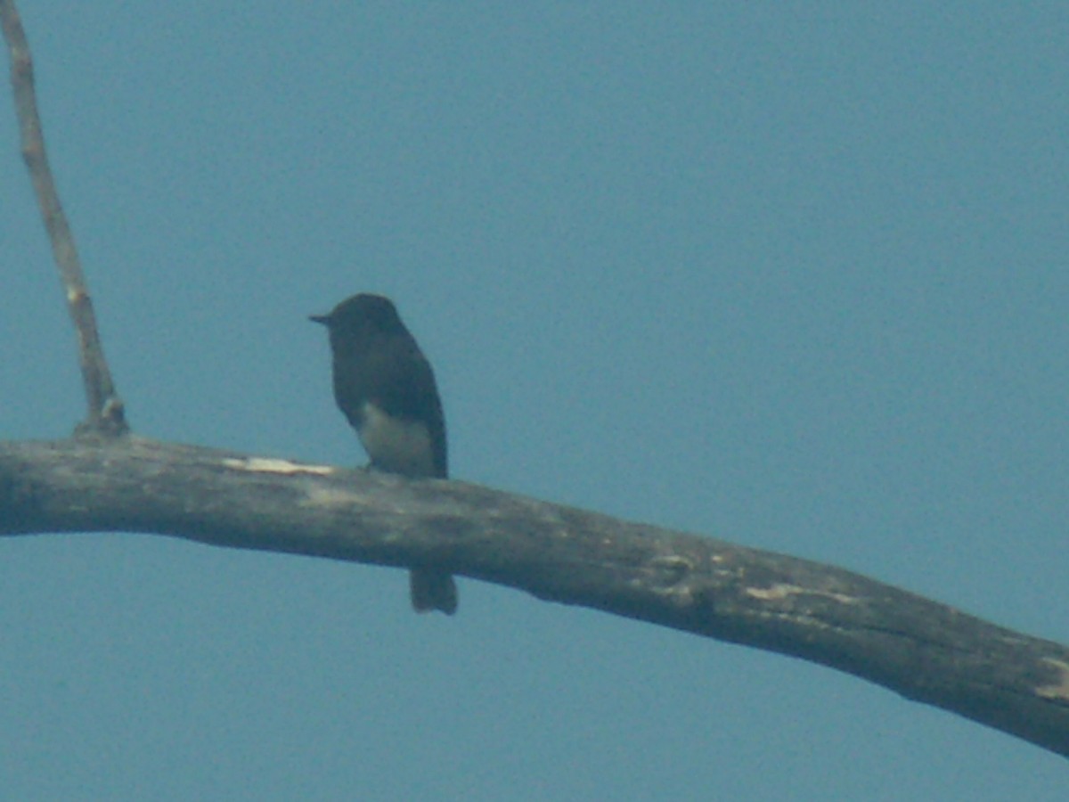 Mosquero Negro - ML644057899