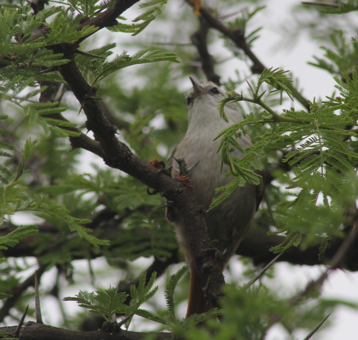 Stripe-crowned Spinetail - ML644057903