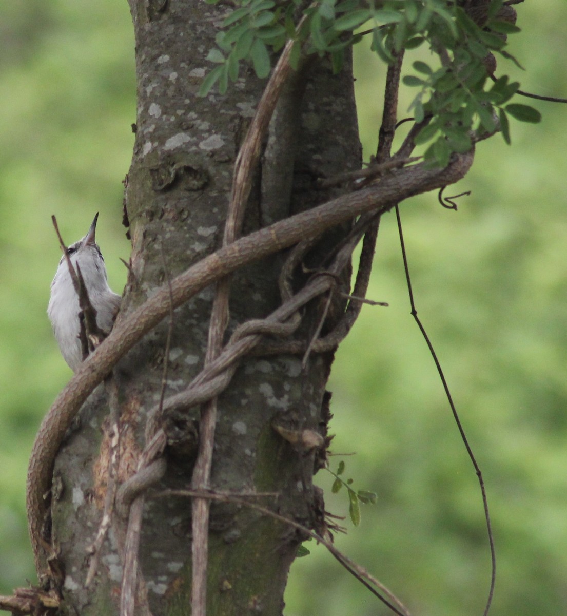 Stripe-crowned Spinetail - ML644057904