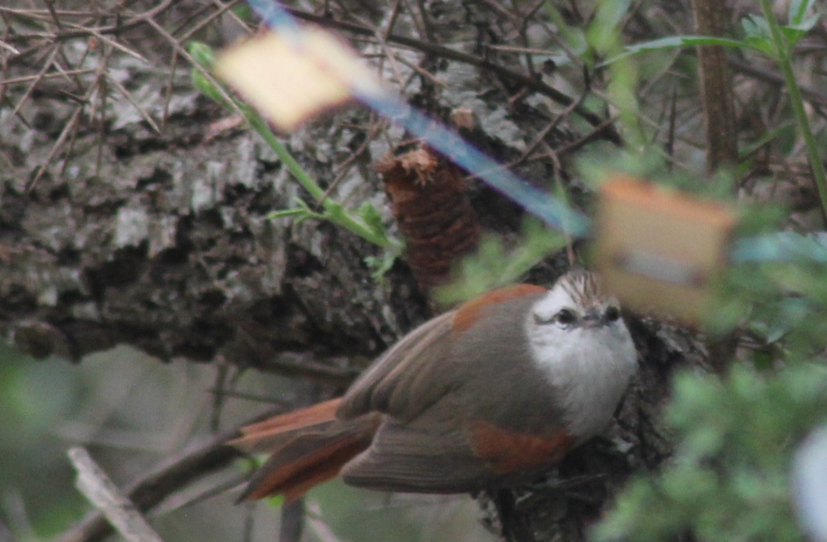 Stripe-crowned Spinetail - ML644057905