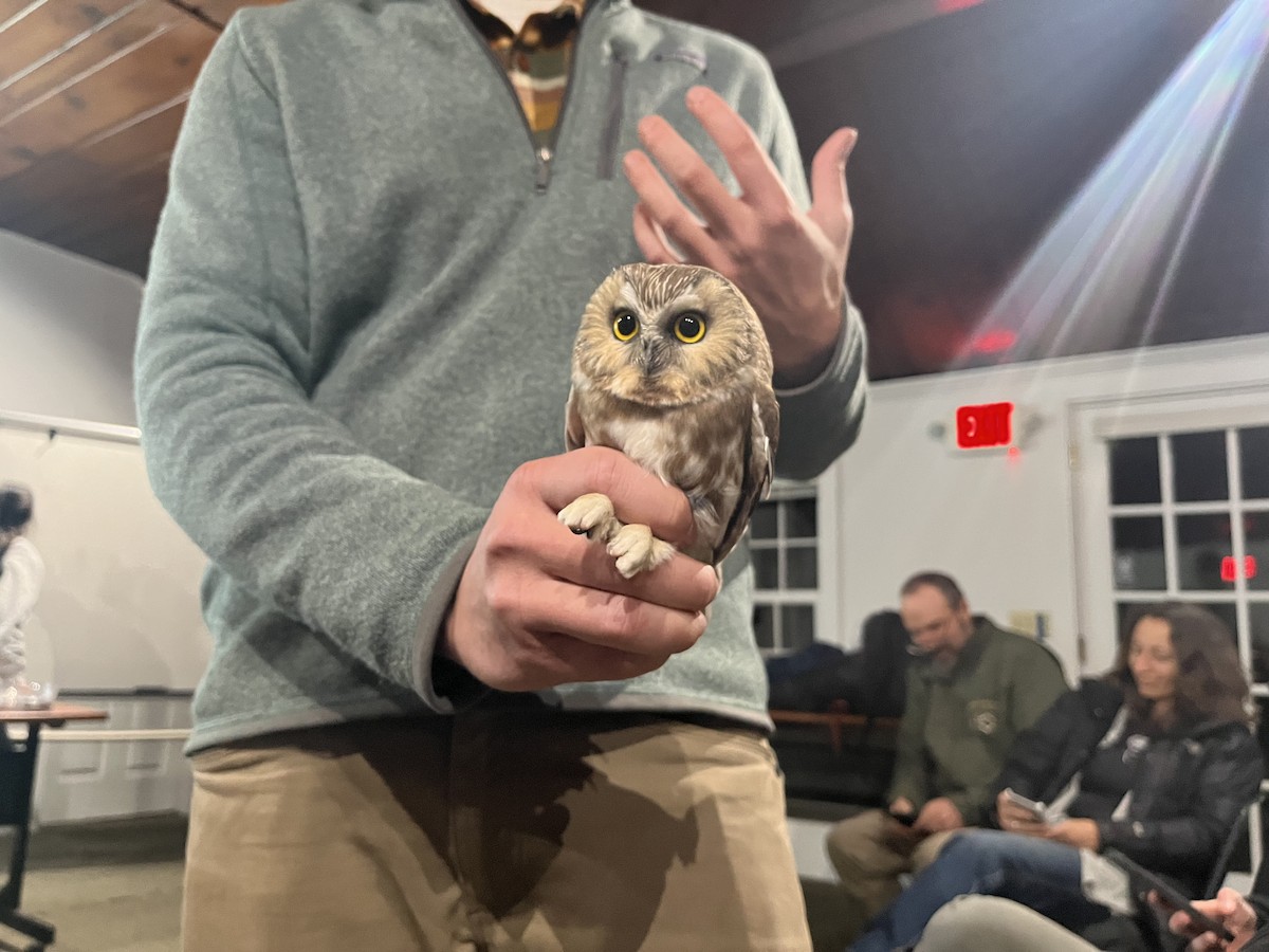 Northern Saw-whet Owl - ML644057917