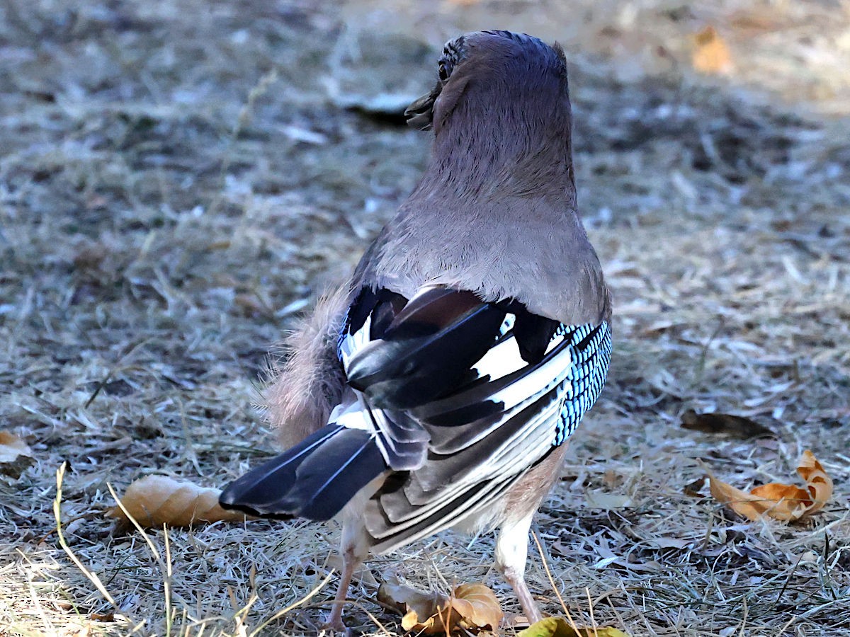 Eurasian Jay - ML644057918