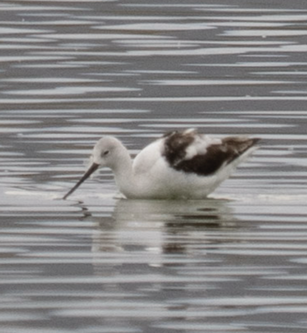 American Avocet - ML644057929