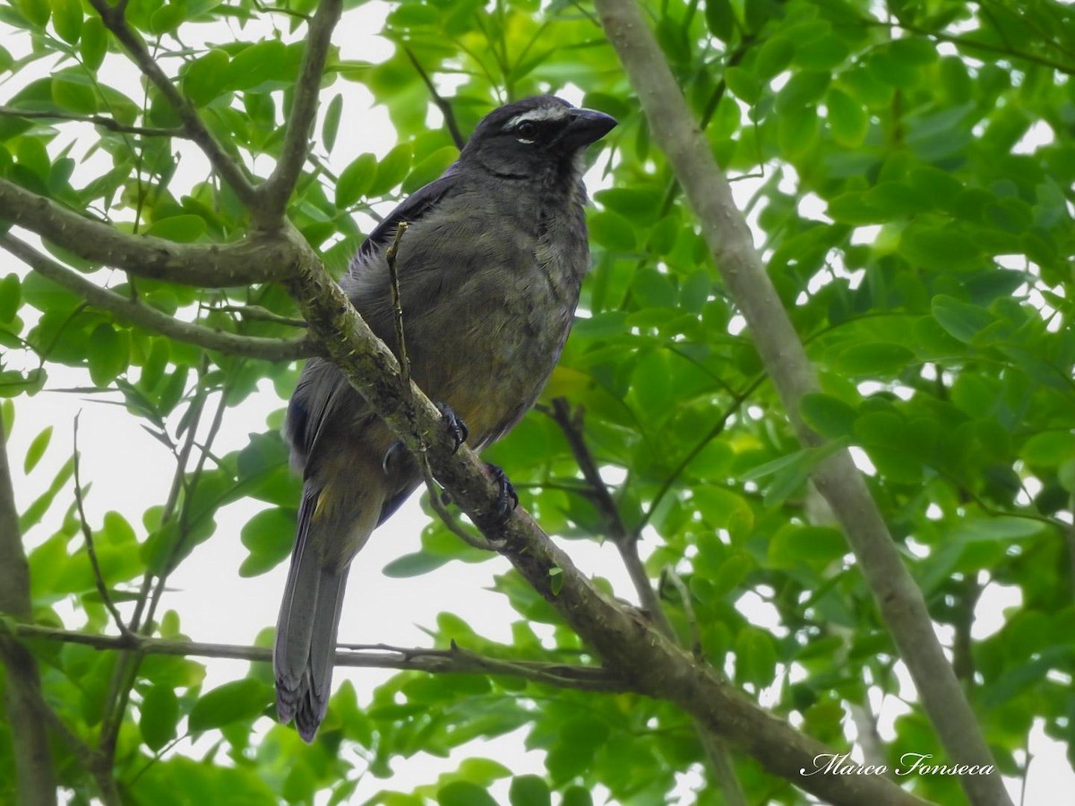 Cinnamon-bellied Saltator - ML644057935