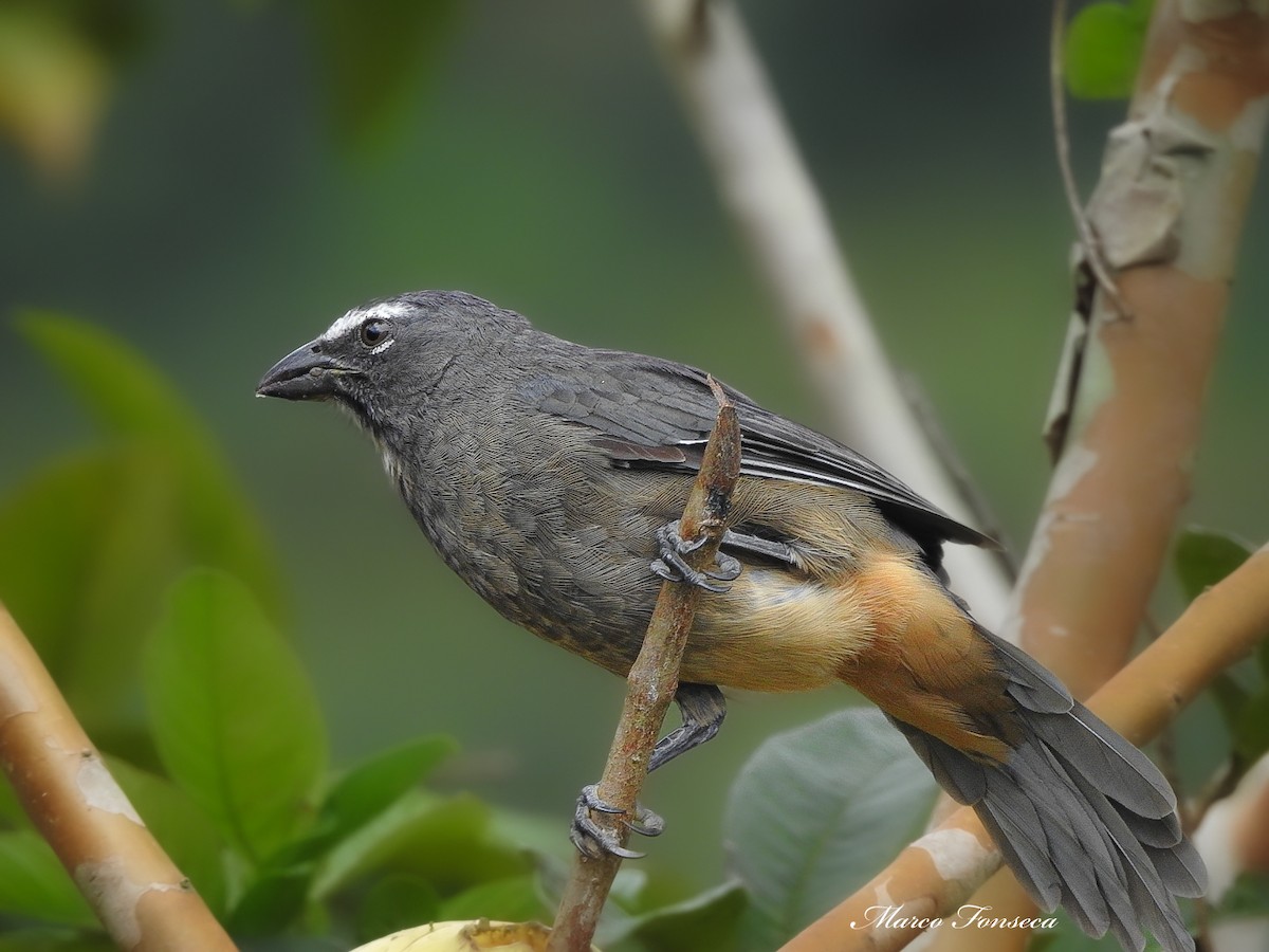 Cinnamon-bellied Saltator - ML644057936