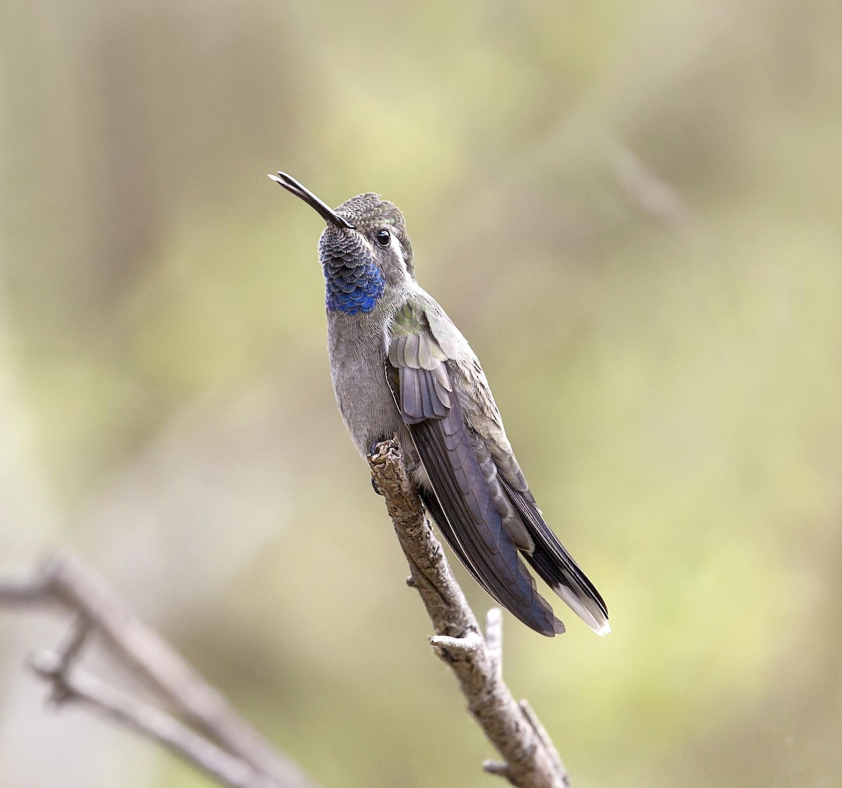 Blue-throated Mountain-gem - ML644057966