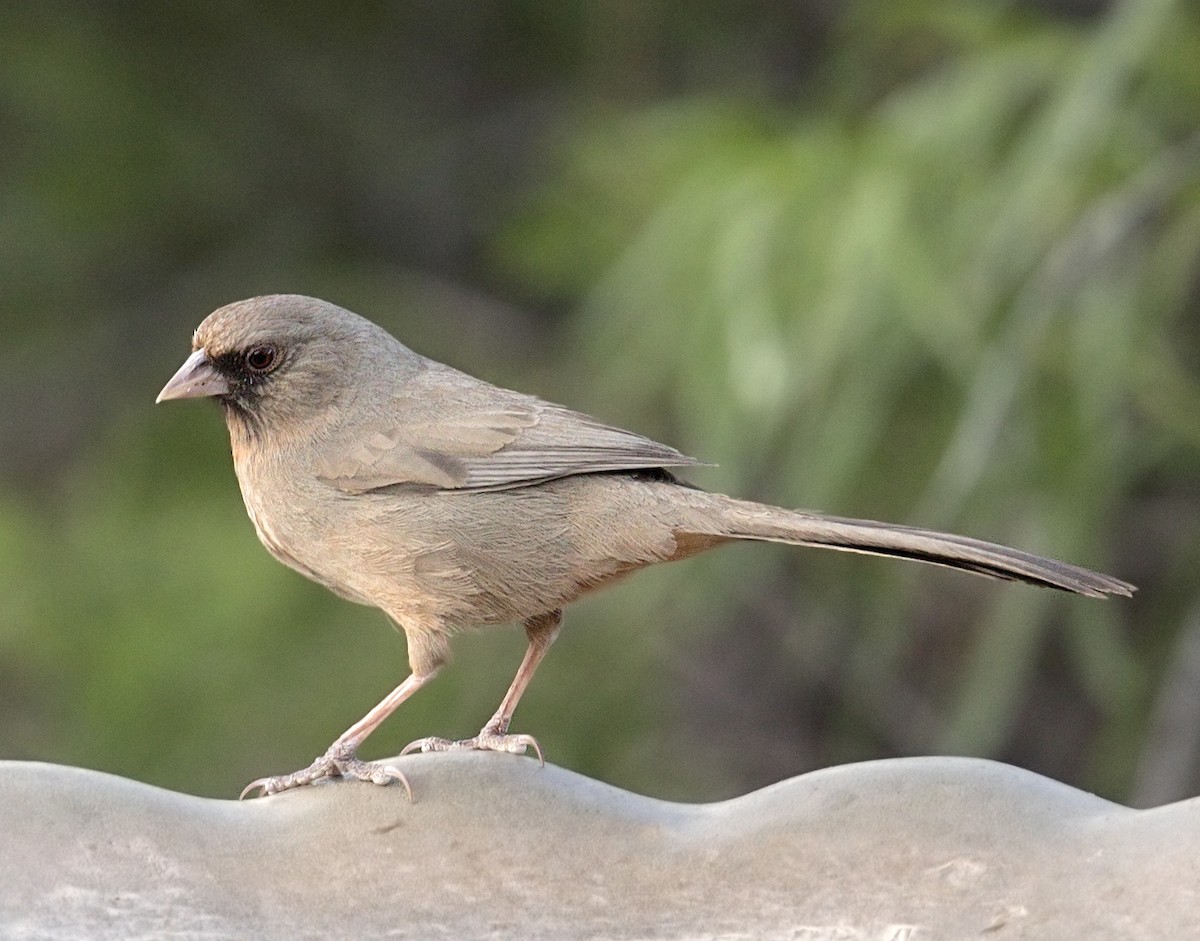 Abert's Towhee - ML644057969
