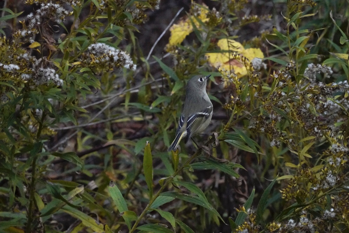 Ruby-crowned Kinglet - ML644057982