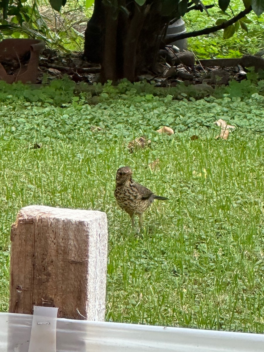 Austral Thrush - ML644058001