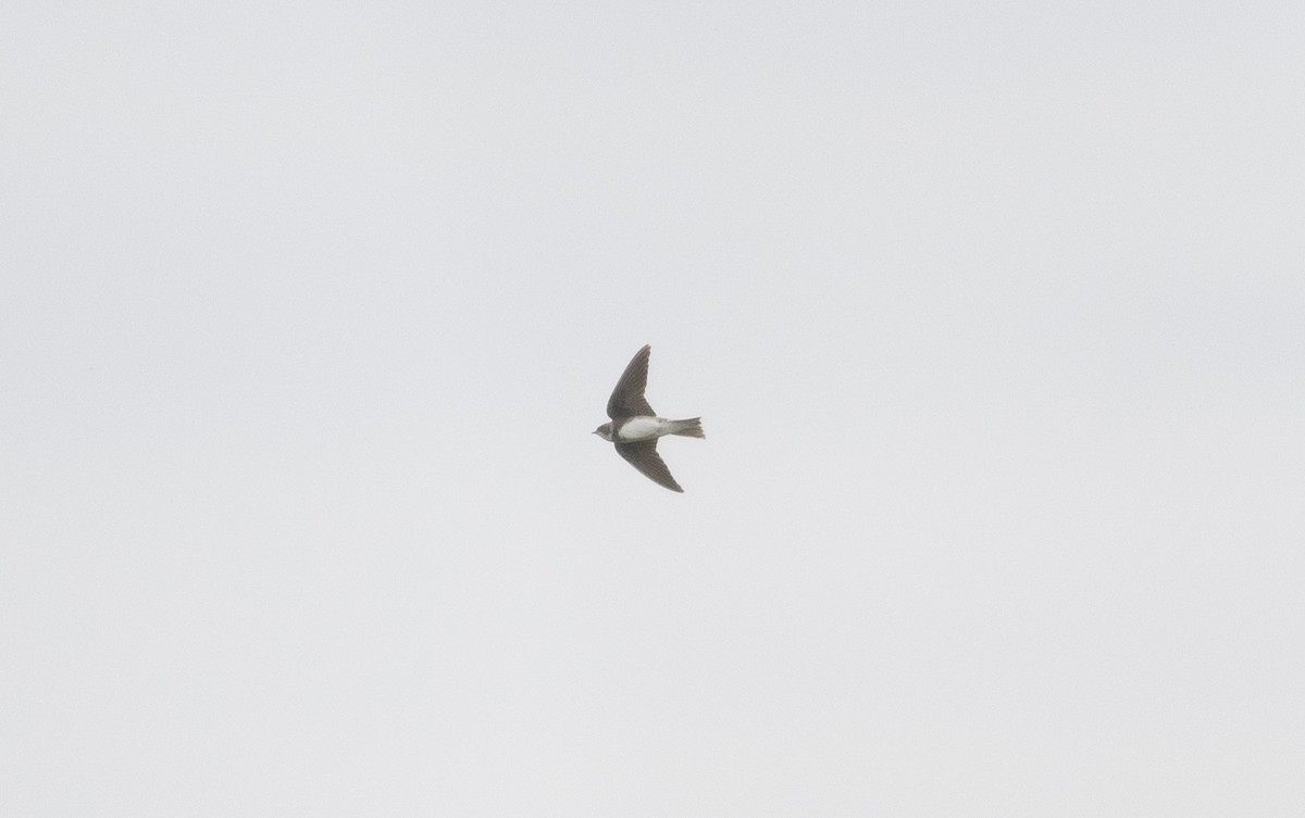 Bank Swallow - ML644058003