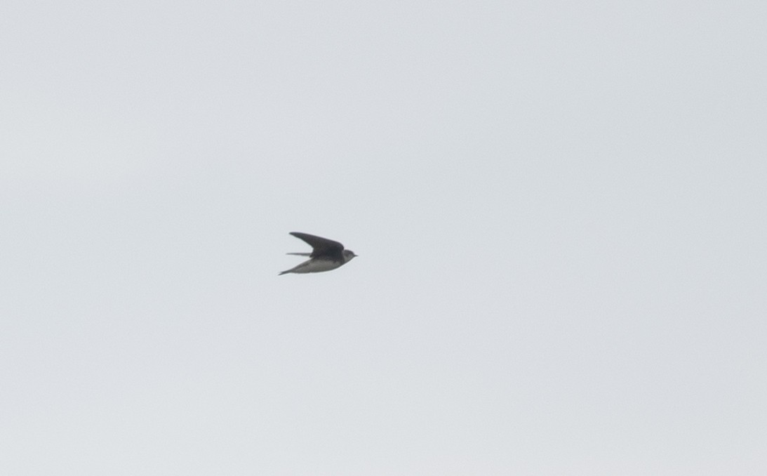 Bank Swallow - ML644058004