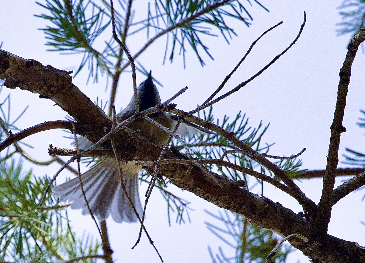 Mountain Chickadee - ML644058017