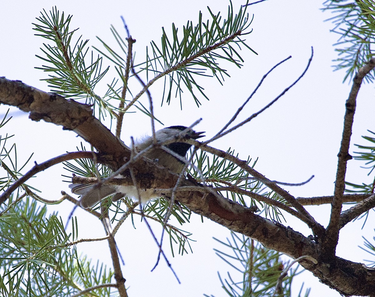 Mountain Chickadee - ML644058019