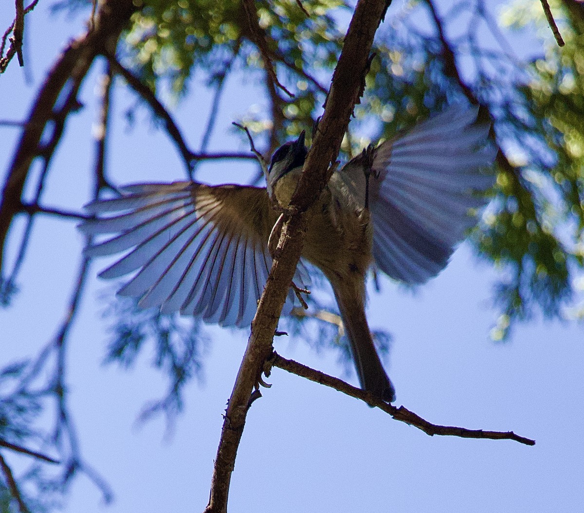 Mountain Chickadee - ML644058020