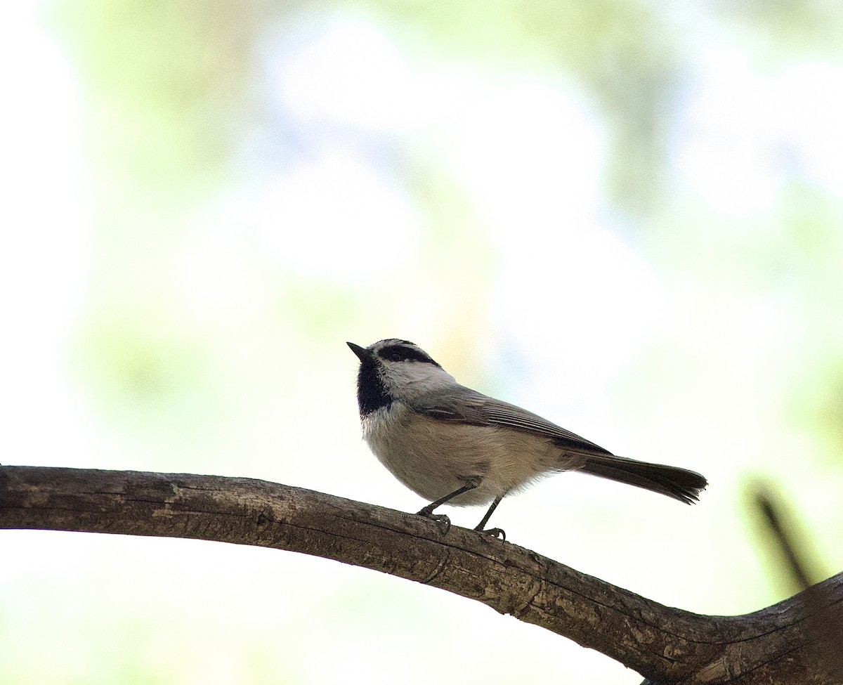Mountain Chickadee - ML644058022