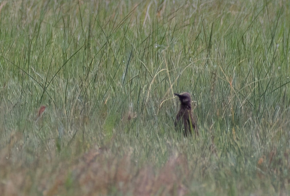Brown Songlark - ML644058023
