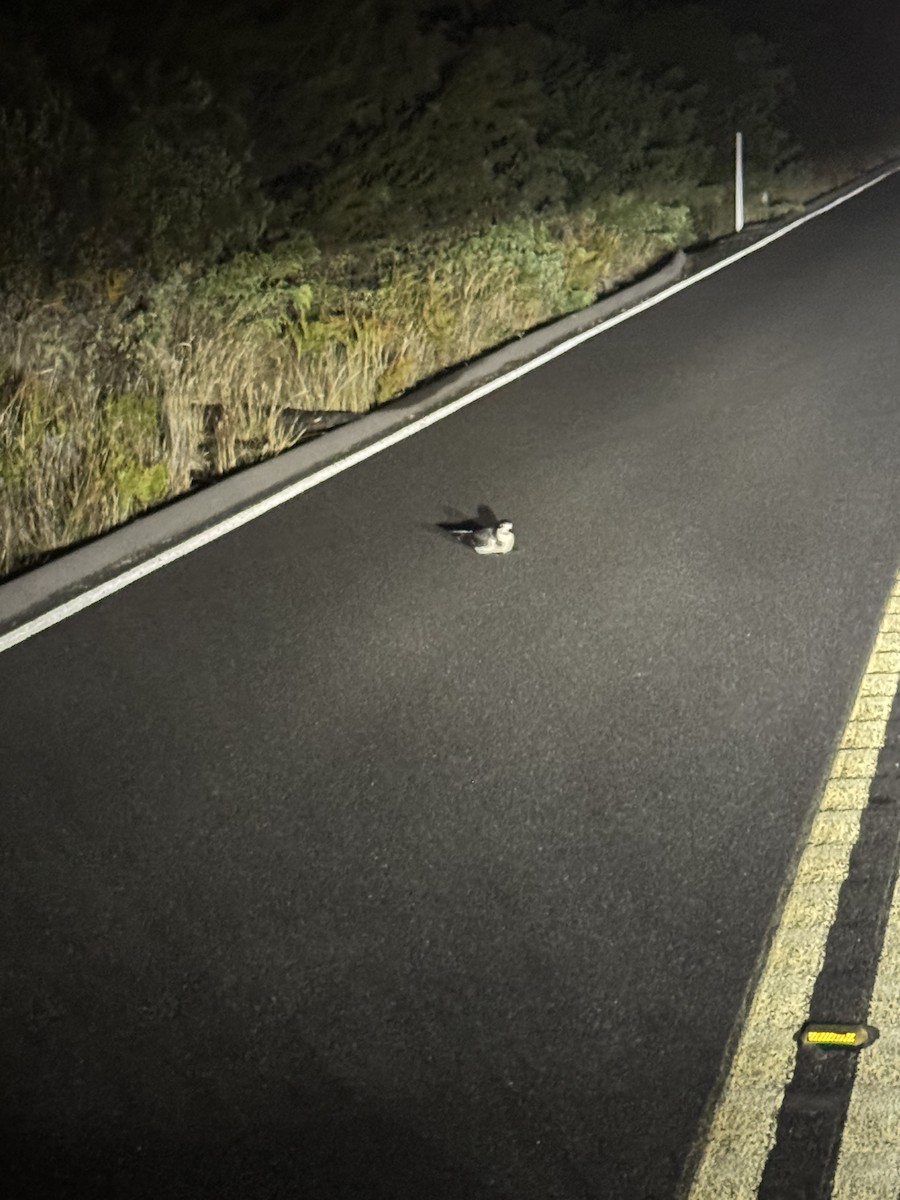 Hawaiian Petrel - ML644058066