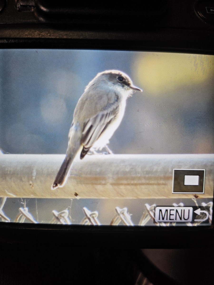 Eastern Phoebe - ML644058068