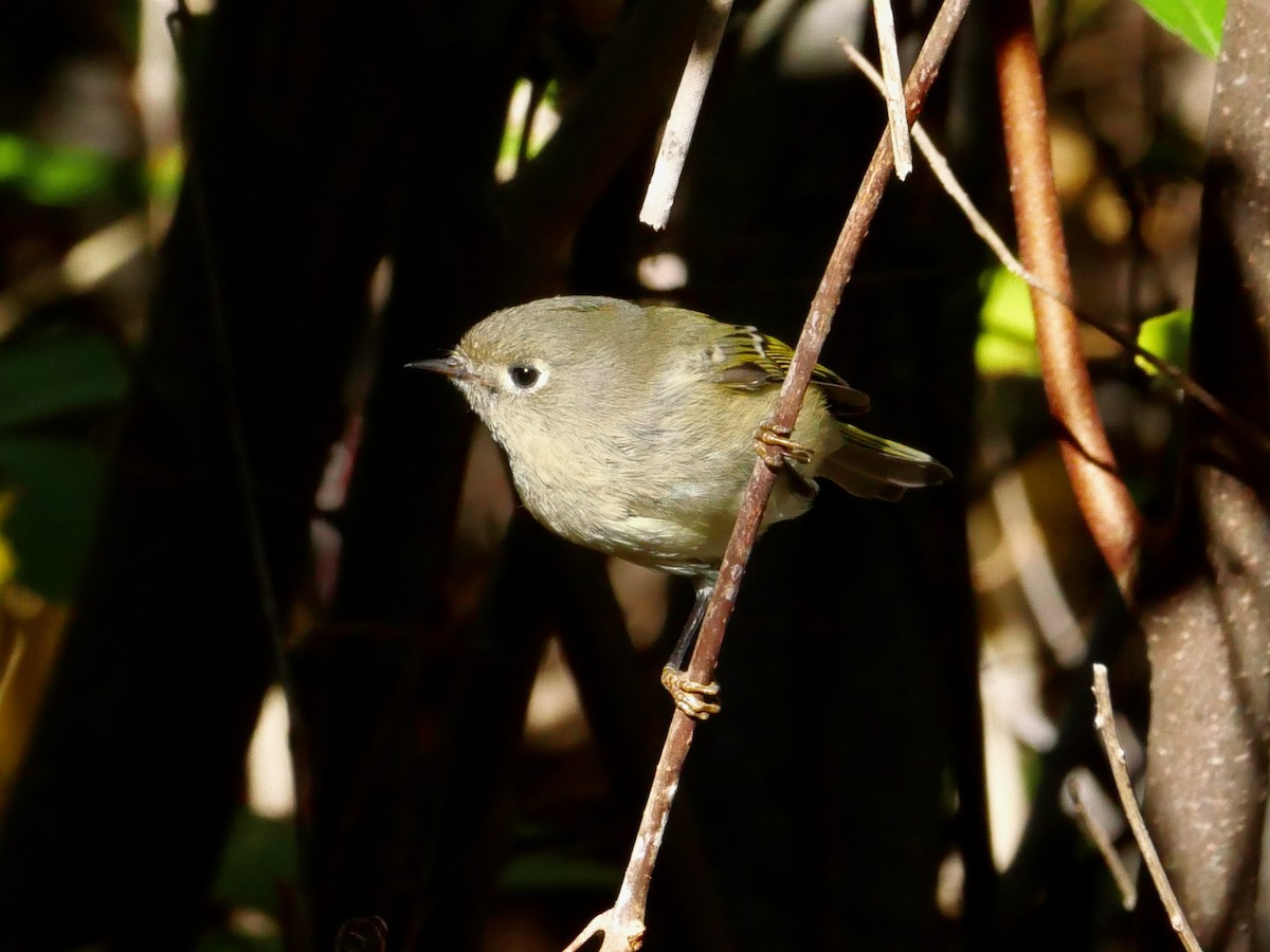 Ruby-crowned Kinglet - ML644058075