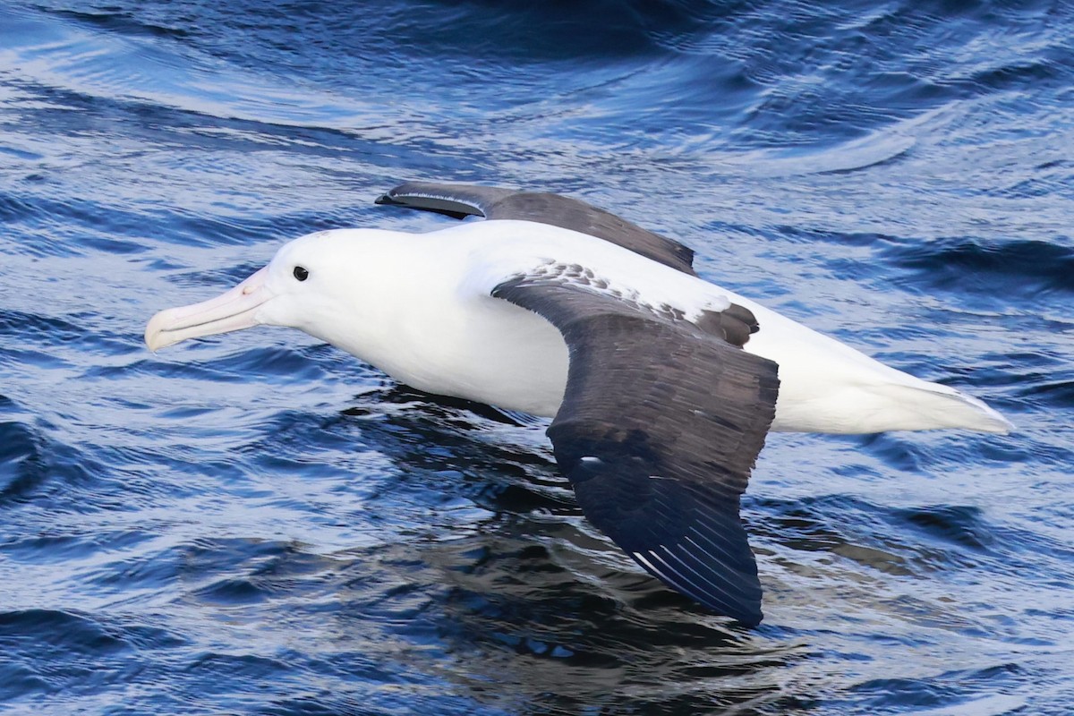 Albatros de Sanford - ML644058089