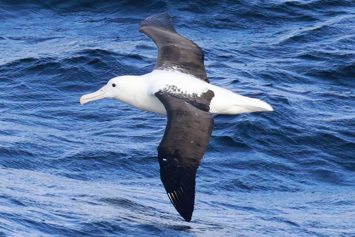 Albatros de Sanford - ML644058090