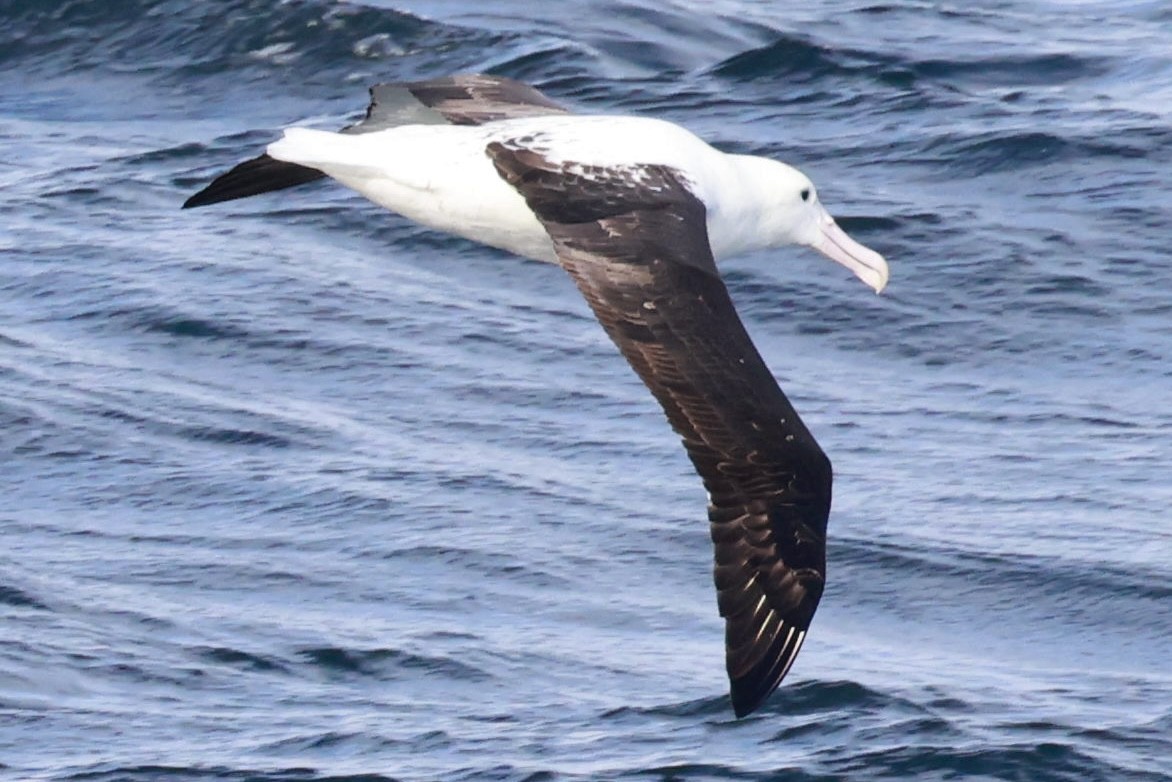 Albatros de Sanford - ML644058091