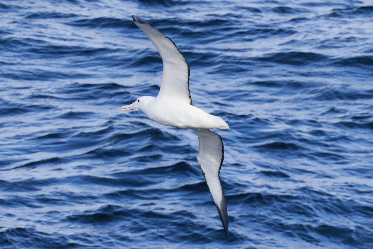 Albatros de Sanford - ML644058093