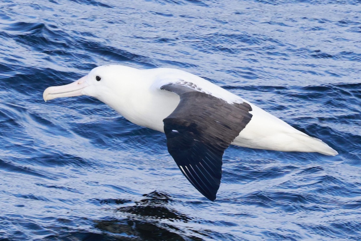 Albatros de Sanford - ML644058094