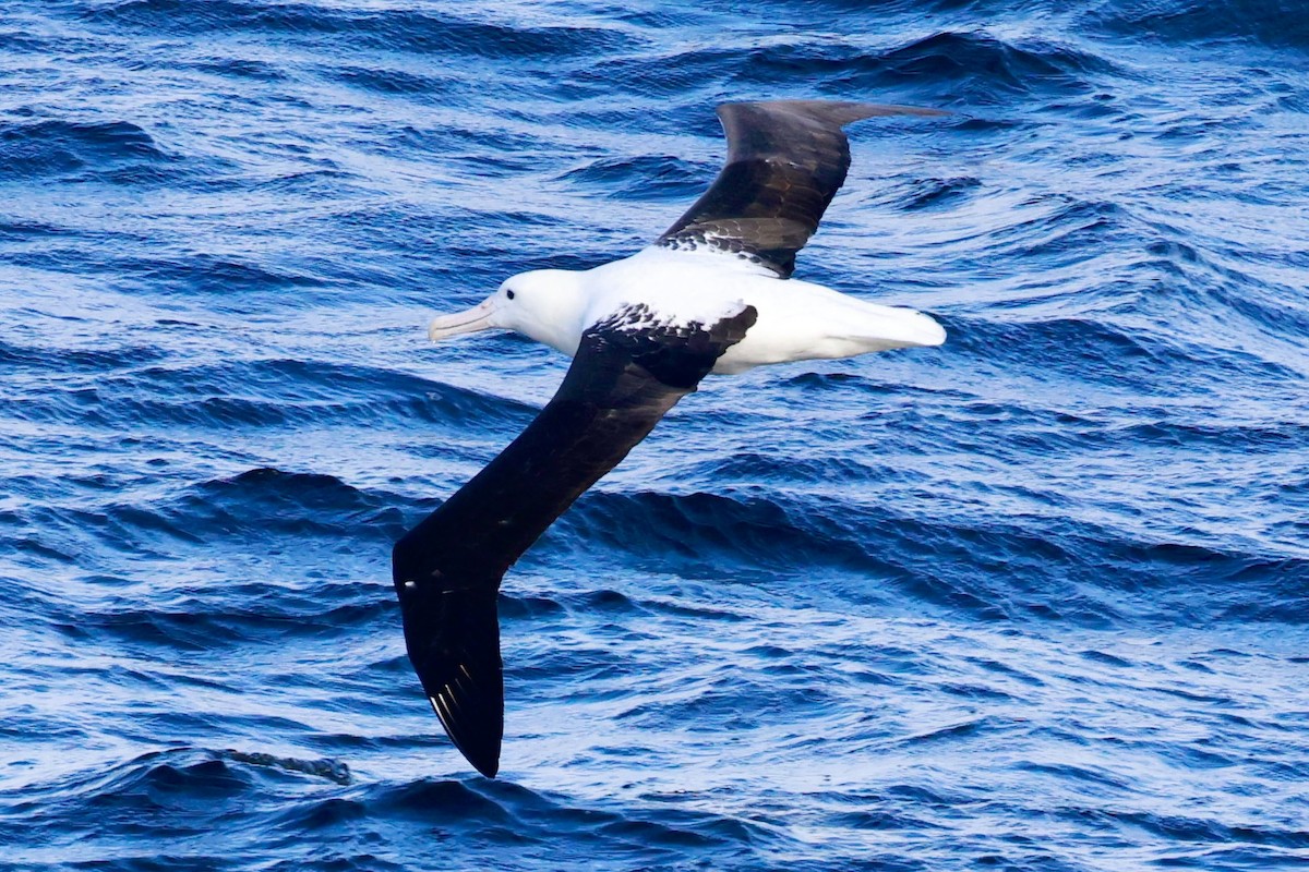 Albatros de Sanford - ML644058095