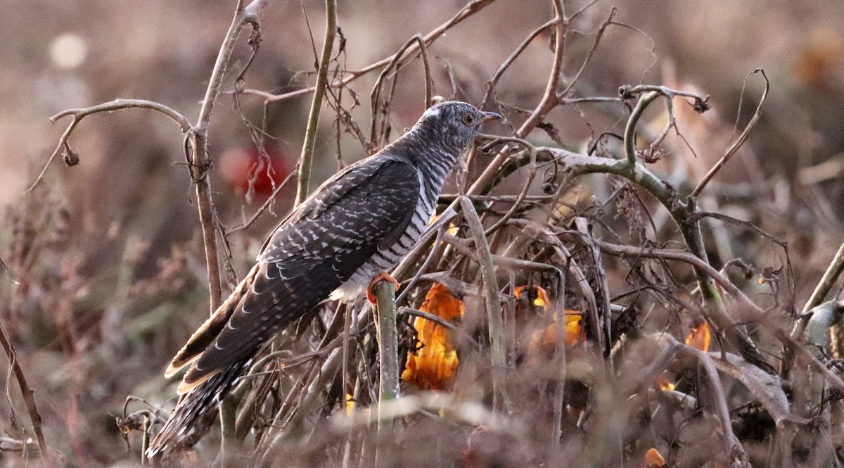 Common Cuckoo - ML644058102