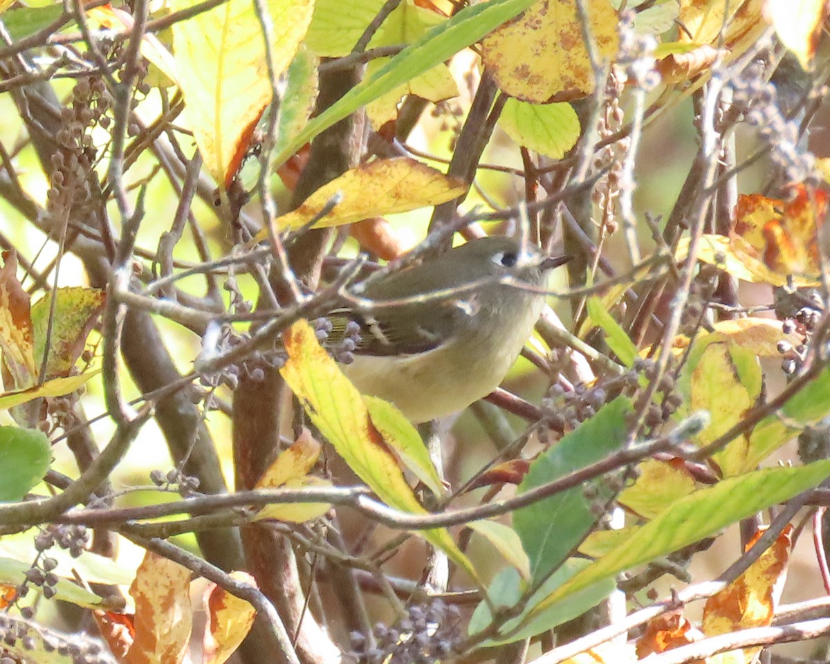 Ruby-crowned Kinglet - ML644058103